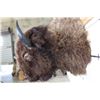 Image 15 : XL BUFFALO/BISON Shoulder Mount