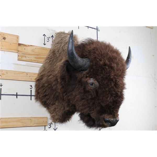XL BUFFALO/BISON Shoulder Mount