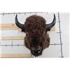 Image 2 : XL BUFFALO/BISON Shoulder Mount