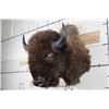 Image 3 : XL BUFFALO/BISON Shoulder Mount