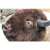 Image 4 : XL BUFFALO/BISON Shoulder Mount