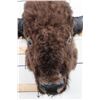 Image 5 : XL BUFFALO/BISON Shoulder Mount