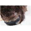 Image 6 : XL BUFFALO/BISON Shoulder Mount