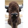 Image 7 : XL BUFFALO/BISON Shoulder Mount