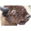 Image 8 : XL BUFFALO/BISON Shoulder Mount