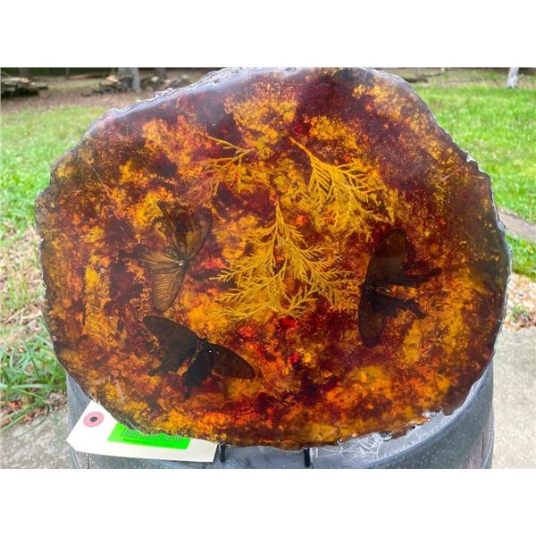 3 MOTHS Encased in Simulated AMBER with a Display Stand