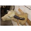Image 11 : *Very Rare* WHITE or ALBINO WATER BUFFALO Shoulder Mount