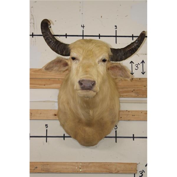 *Very Rare* WHITE or ALBINO WATER BUFFALO Shoulder Mount