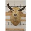 Image 1 : *Very Rare* WHITE or ALBINO WATER BUFFALO Shoulder Mount