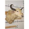Image 2 : *Very Rare* WHITE or ALBINO WATER BUFFALO Shoulder Mount