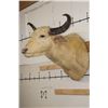 Image 3 : *Very Rare* WHITE or ALBINO WATER BUFFALO Shoulder Mount