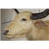 Image 4 : *Very Rare* WHITE or ALBINO WATER BUFFALO Shoulder Mount