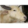 Image 6 : *Very Rare* WHITE or ALBINO WATER BUFFALO Shoulder Mount