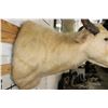 Image 7 : *Very Rare* WHITE or ALBINO WATER BUFFALO Shoulder Mount