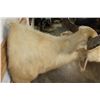 Image 8 : *Very Rare* WHITE or ALBINO WATER BUFFALO Shoulder Mount