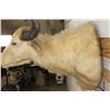 Image 9 : *Very Rare* WHITE or ALBINO WATER BUFFALO Shoulder Mount