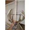 Image 10 : 20-Point WHITETAIL DEER Shoulder Mount with a 239 3/8 Boone and Crockett Score (Paperwork Included)