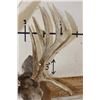 Image 11 : 20-Point WHITETAIL DEER Shoulder Mount with a 239 3/8 Boone and Crockett Score (Paperwork Included)