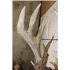 Image 12 : 20-Point WHITETAIL DEER Shoulder Mount with a 239 3/8 Boone and Crockett Score (Paperwork Included)