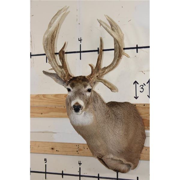 20-Point WHITETAIL DEER Shoulder Mount with a 239 3/8 Boone and Crockett Score (Paperwork Included)