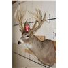 Image 2 : 20-Point WHITETAIL DEER Shoulder Mount with a 239 3/8 Boone and Crockett Score (Paperwork Included)