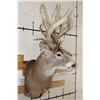 Image 3 : 20-Point WHITETAIL DEER Shoulder Mount with a 239 3/8 Boone and Crockett Score (Paperwork Included)
