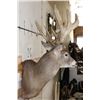 Image 4 : 20-Point WHITETAIL DEER Shoulder Mount with a 239 3/8 Boone and Crockett Score (Paperwork Included)