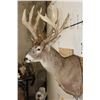 Image 5 : 20-Point WHITETAIL DEER Shoulder Mount with a 239 3/8 Boone and Crockett Score (Paperwork Included)