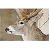 Image 6 : 20-Point WHITETAIL DEER Shoulder Mount with a 239 3/8 Boone and Crockett Score (Paperwork Included)
