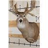 Image 7 : 20-Point WHITETAIL DEER Shoulder Mount with a 239 3/8 Boone and Crockett Score (Paperwork Included)