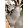 Image 9 : 20-Point WHITETAIL DEER Shoulder Mount with a 239 3/8 Boone and Crockett Score (Paperwork Included)