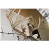 Image 10 : XXL Typical 27-Point WHITETAIL DEER Shoulder Mount