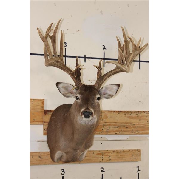 XXL Typical 27-Point WHITETAIL DEER Shoulder Mount