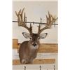 Image 1 : XXL Typical 27-Point WHITETAIL DEER Shoulder Mount