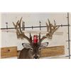 Image 2 : XXL Typical 27-Point WHITETAIL DEER Shoulder Mount