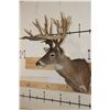 Image 3 : XXL Typical 27-Point WHITETAIL DEER Shoulder Mount