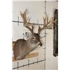 Image 4 : XXL Typical 27-Point WHITETAIL DEER Shoulder Mount