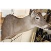 Image 5 : XXL Typical 27-Point WHITETAIL DEER Shoulder Mount