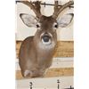 Image 6 : XXL Typical 27-Point WHITETAIL DEER Shoulder Mount