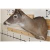 Image 7 : XXL Typical 27-Point WHITETAIL DEER Shoulder Mount