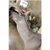 Image 8 : XXL Typical 27-Point WHITETAIL DEER Shoulder Mount