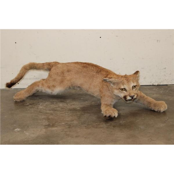 Life-sized Juvenile/Adolescent MOUNTAIN LION or COUGAR with No Base