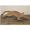Image 1 : Life-sized Juvenile/Adolescent MOUNTAIN LION or COUGAR with No Base
