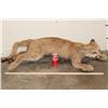 Image 2 : Life-sized Juvenile/Adolescent MOUNTAIN LION or COUGAR with No Base