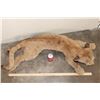 Image 3 : Life-sized Juvenile/Adolescent MOUNTAIN LION or COUGAR with No Base