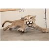 Image 4 : Life-sized Juvenile/Adolescent MOUNTAIN LION or COUGAR with No Base