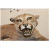 Image 5 : Life-sized Juvenile/Adolescent MOUNTAIN LION or COUGAR with No Base