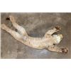 Image 8 : Life-sized Juvenile/Adolescent MOUNTAIN LION or COUGAR with No Base