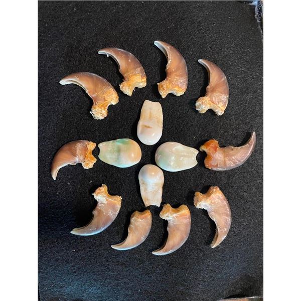 (10) BLACK BEAR Front Claws Plus (4) ELK IVORIES in a Glass Display Case (ONE$)