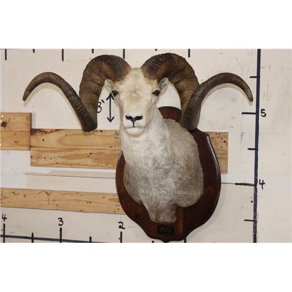 Massive STONE SHEEP Shoulder Mount with modified (lengthened) Horns on a Wood Plaque